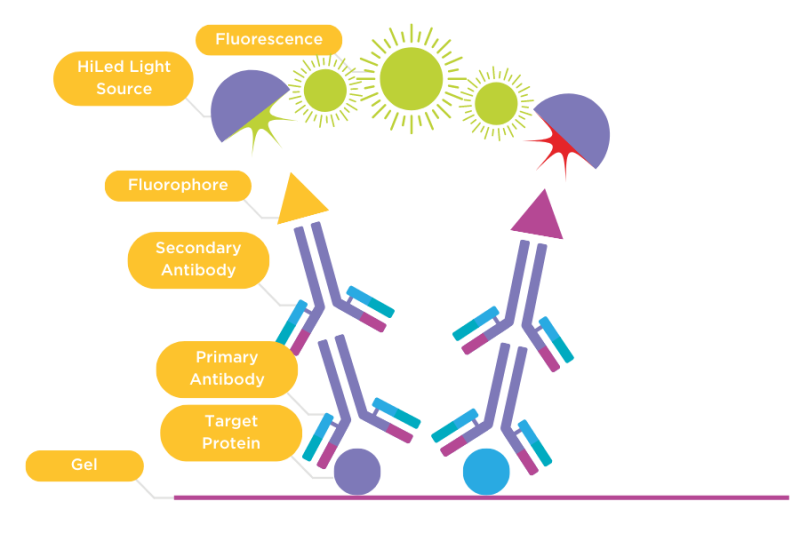 Chemiluminescence & Fluorescence Applications - Syngene